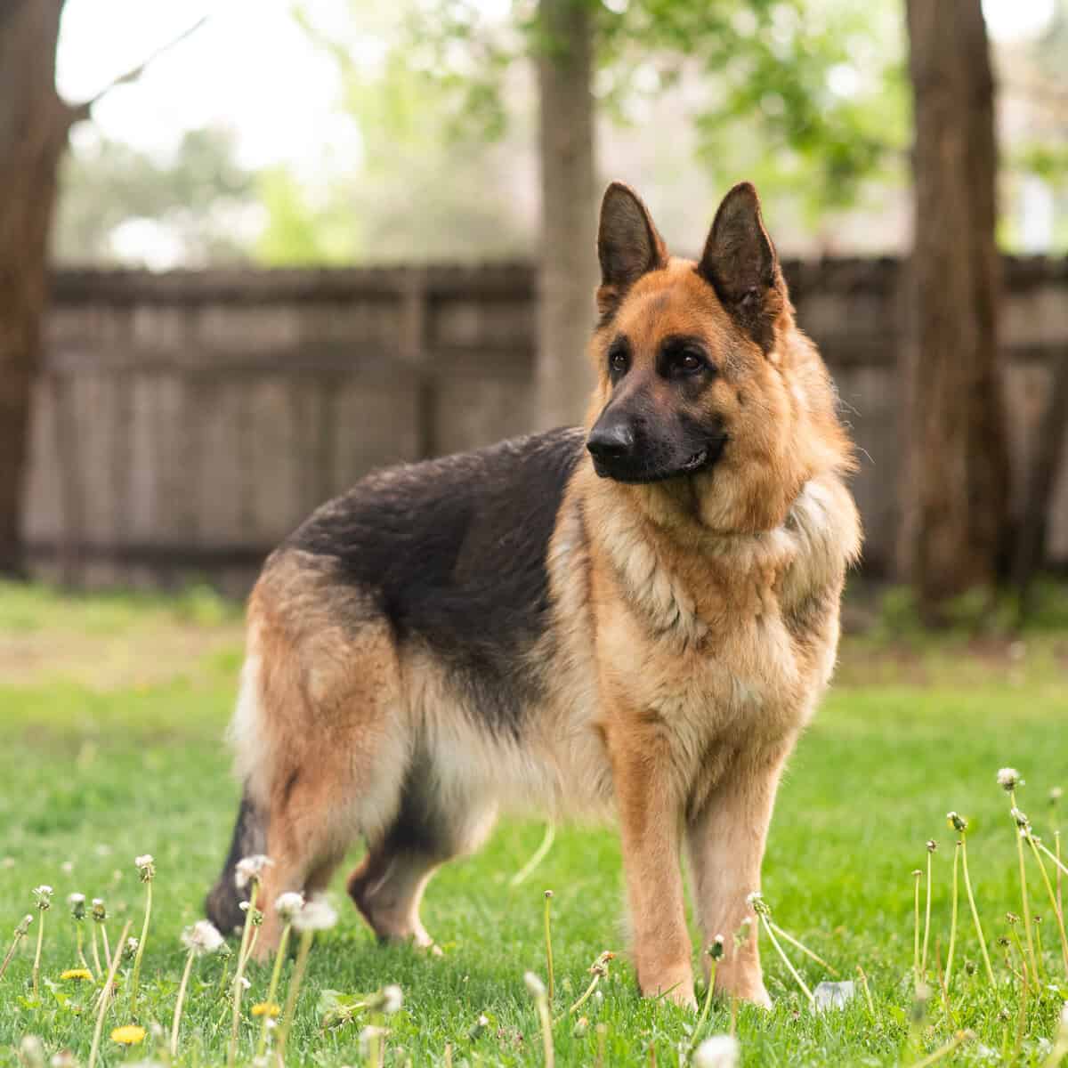 Female German Shepherd image 2