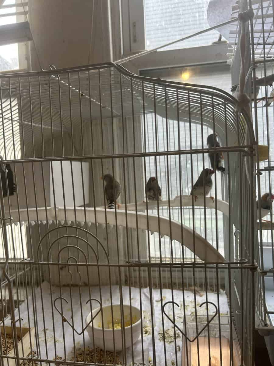 Zebra finches image 1