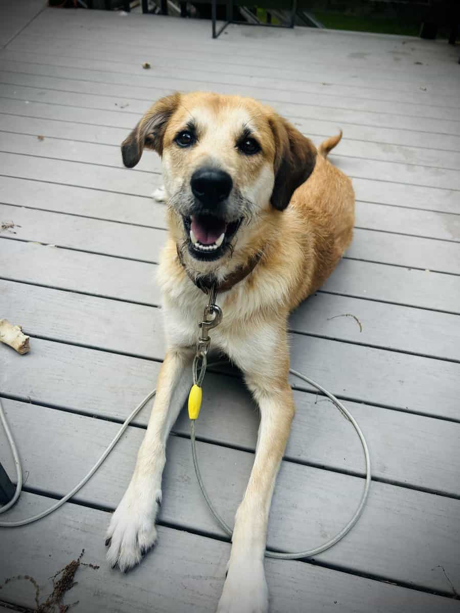 Gunner needs a great home image 1