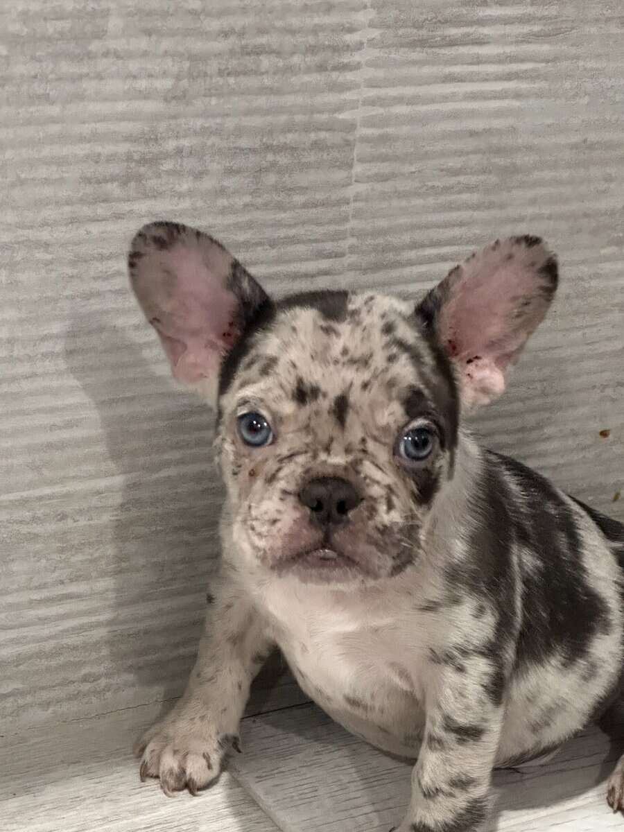 French bulldog blue merle image 1