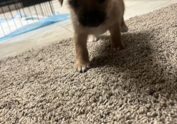 Puppies need a forever home