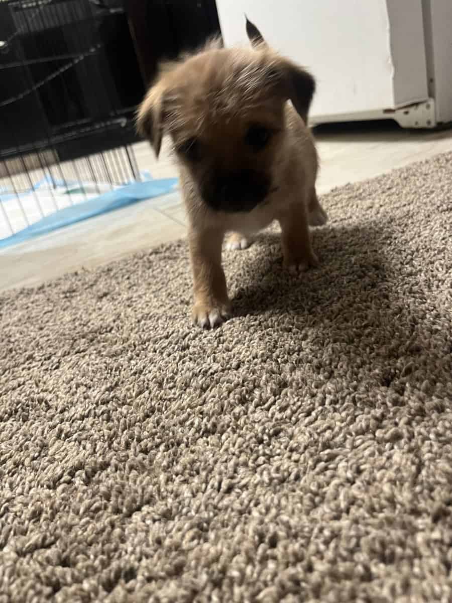 Puppies need a forever home image 1