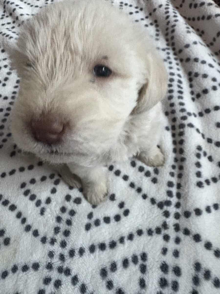 Labradoodle puppy image 12