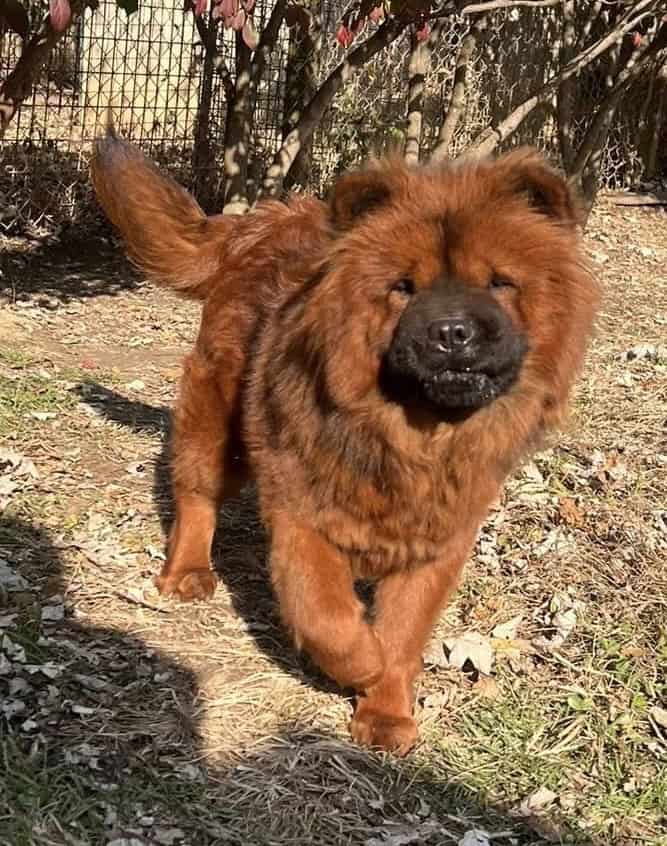 AKC Chow Chow Puppies image 2