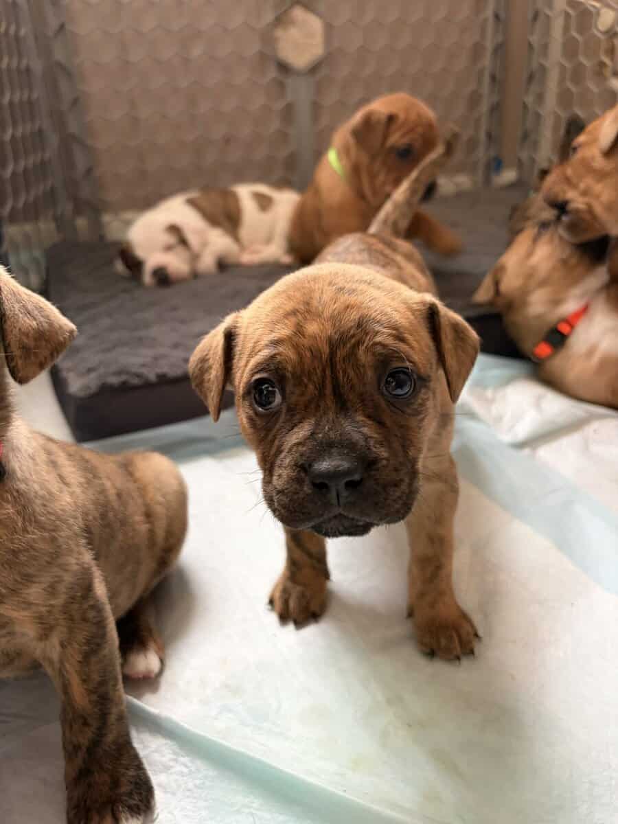 Olde English bulldog puppies image 8