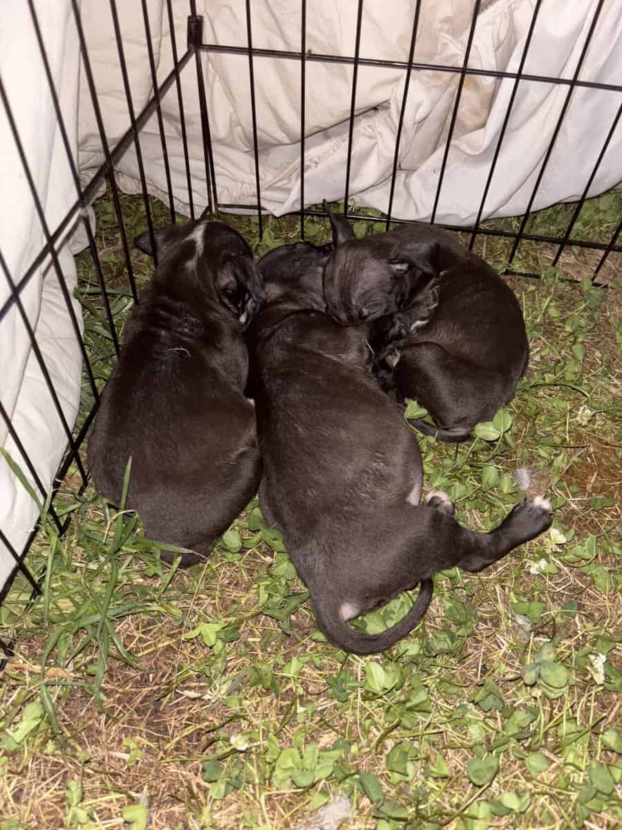 Upcoming pit puppiez image 2