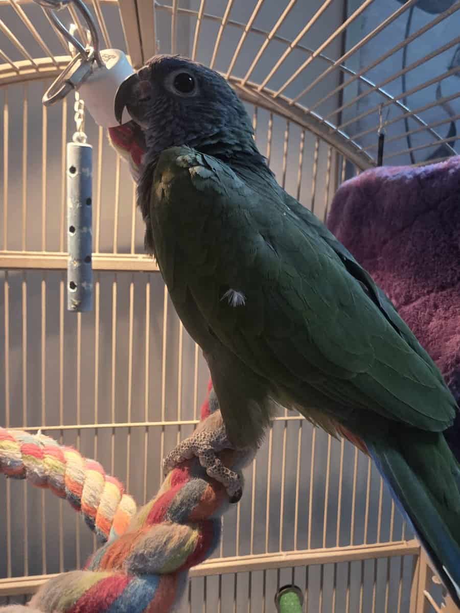Blue Headed pionus Female image 2
