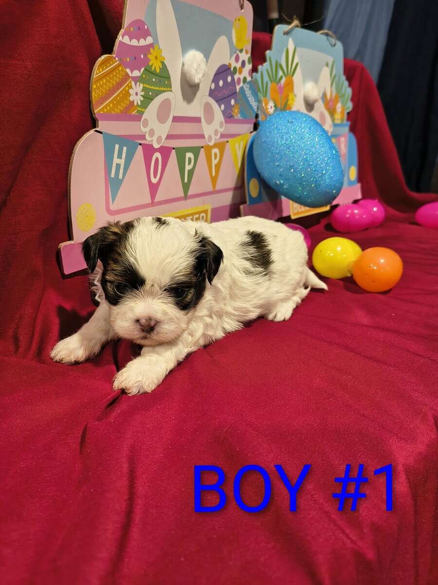 Shih Tzu Puppies image 2