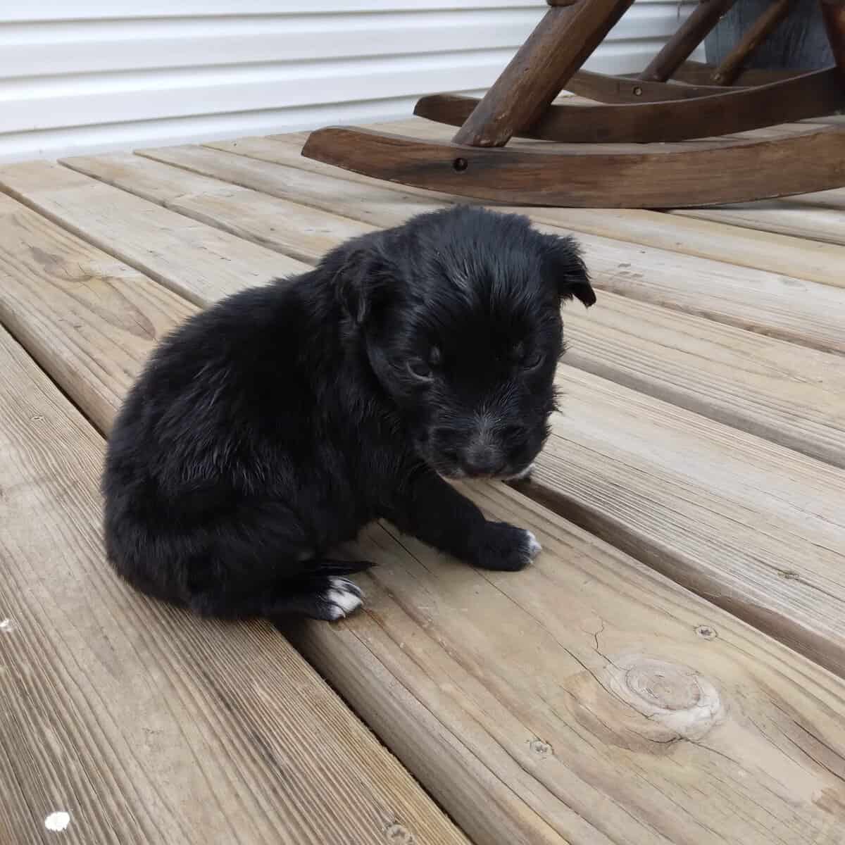 Border Collie/ Golden Retriever Mix male puppies image 8
