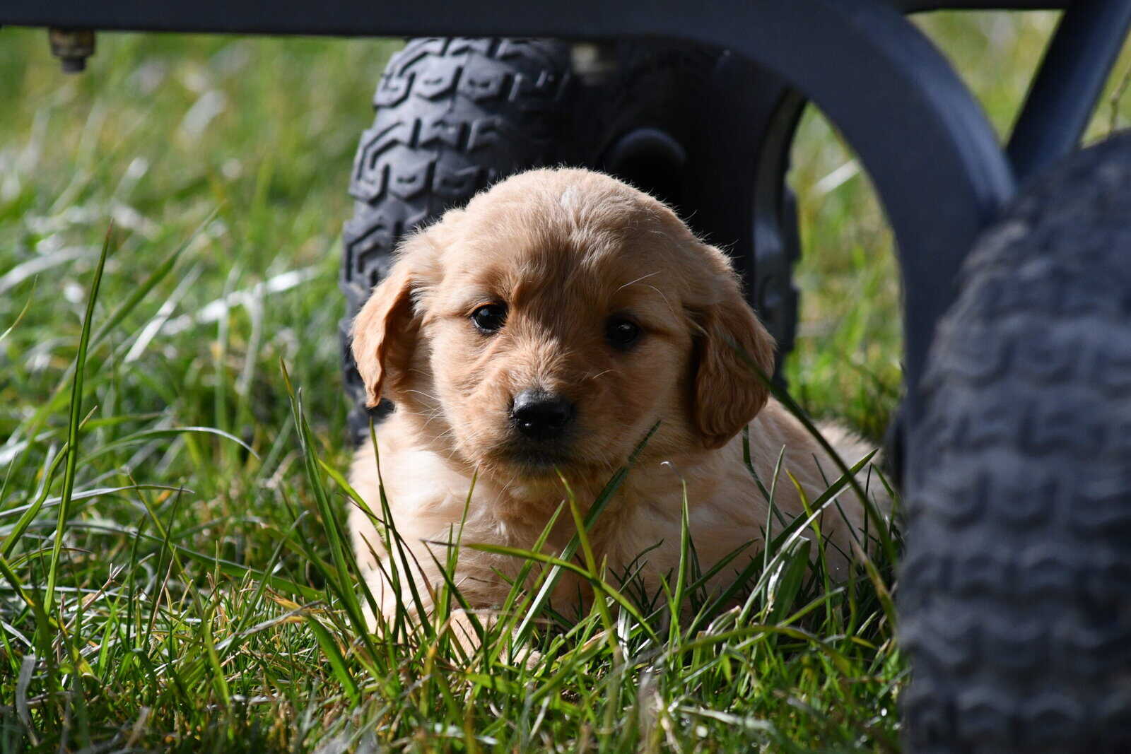 Purebred Golden Retriever papered image 4