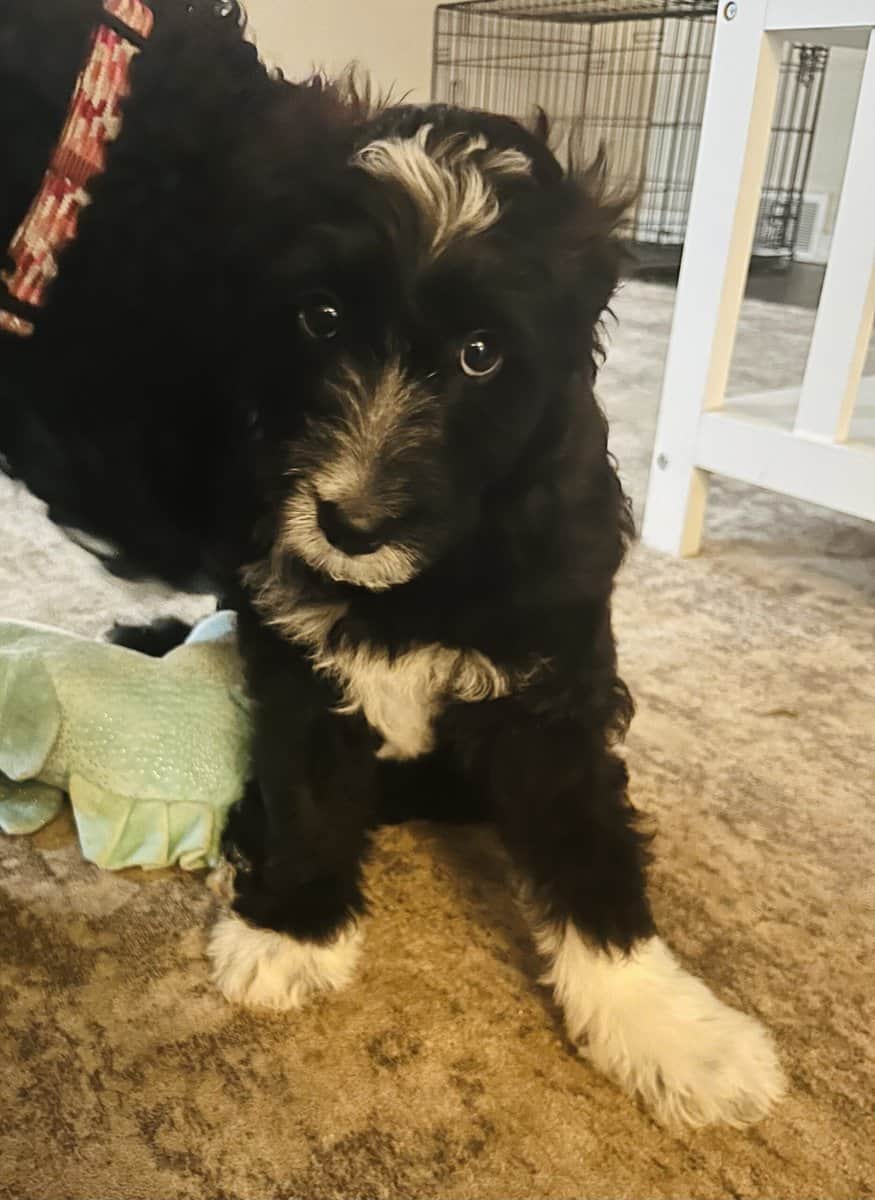 Bo adorable Aussie Doodle puppy image 2