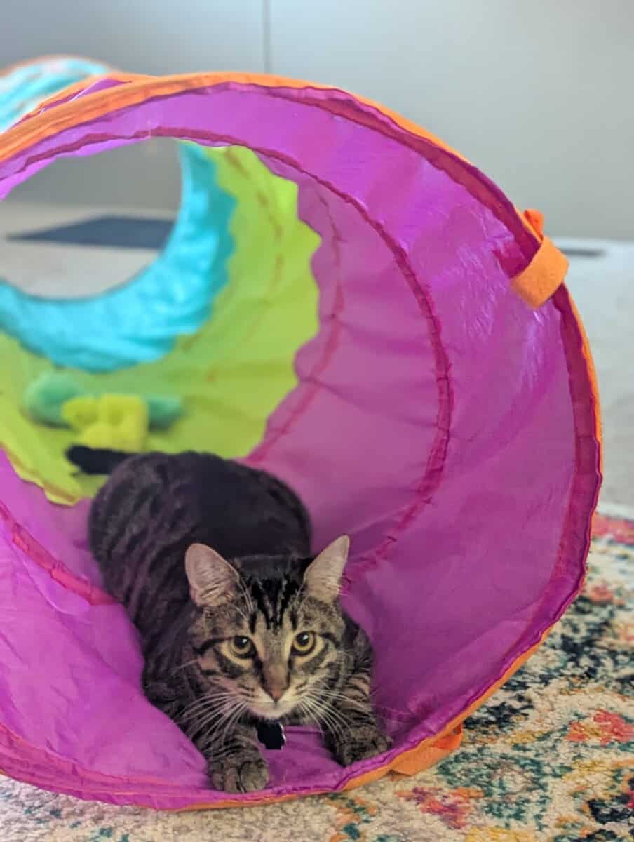 Fixed young male cat, Timmy image 5