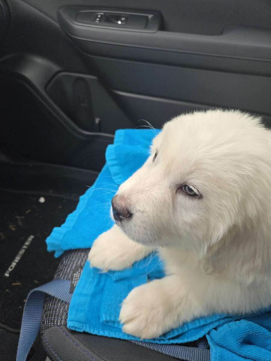 Great pyrenees puppy image 1