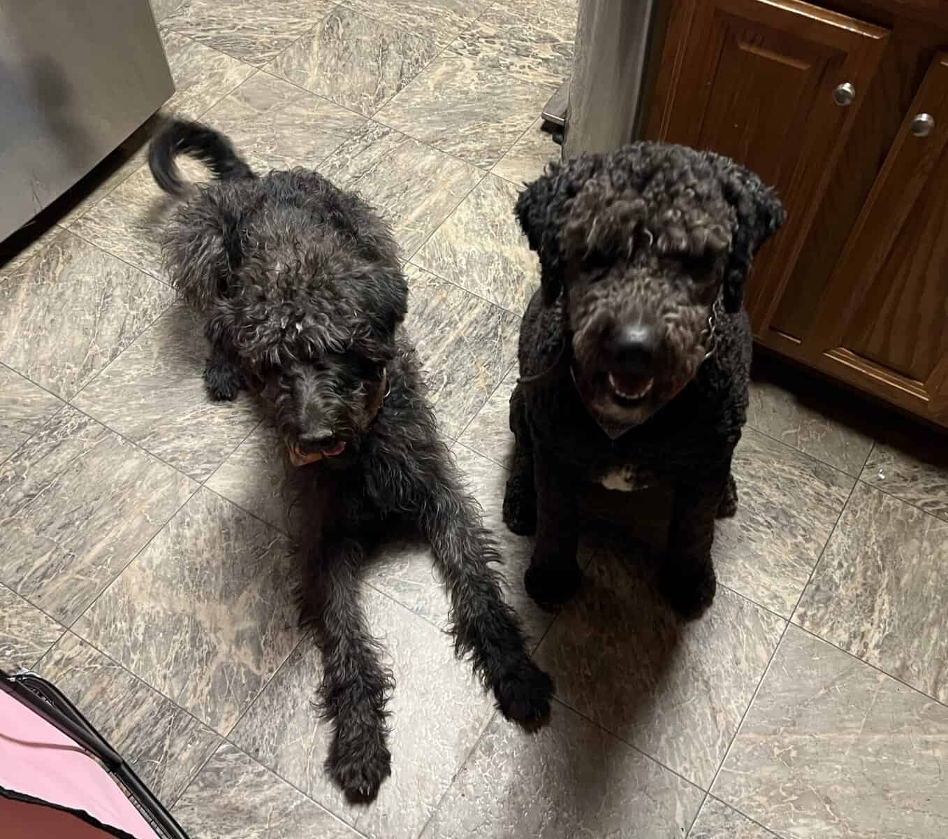 Schnoodle and Aussiedoodle image 1