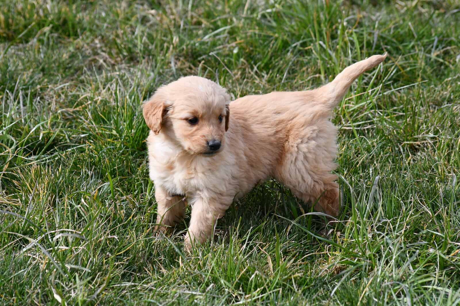 Purebred Golden Retriever papered image 13