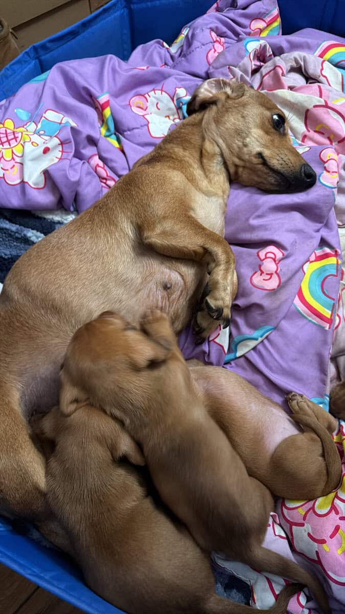 Dachshund puppies image 4