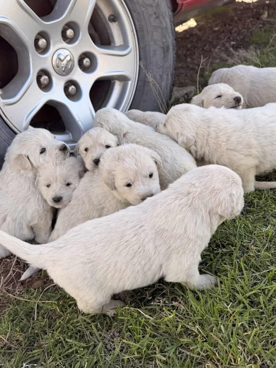 11 Great Pyrenees image 1