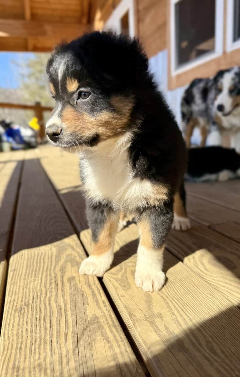 Purebred Australian Shepherd Puppy image 3