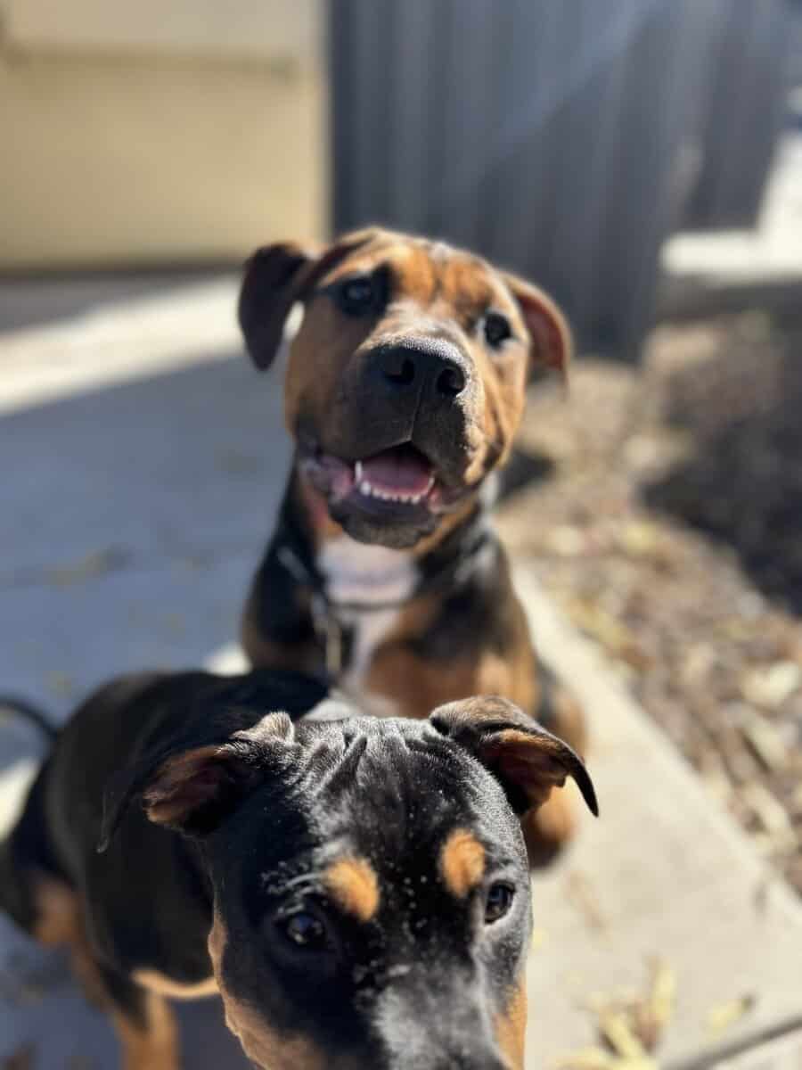 Pitbull Puppies looking for forever home!!! image 2