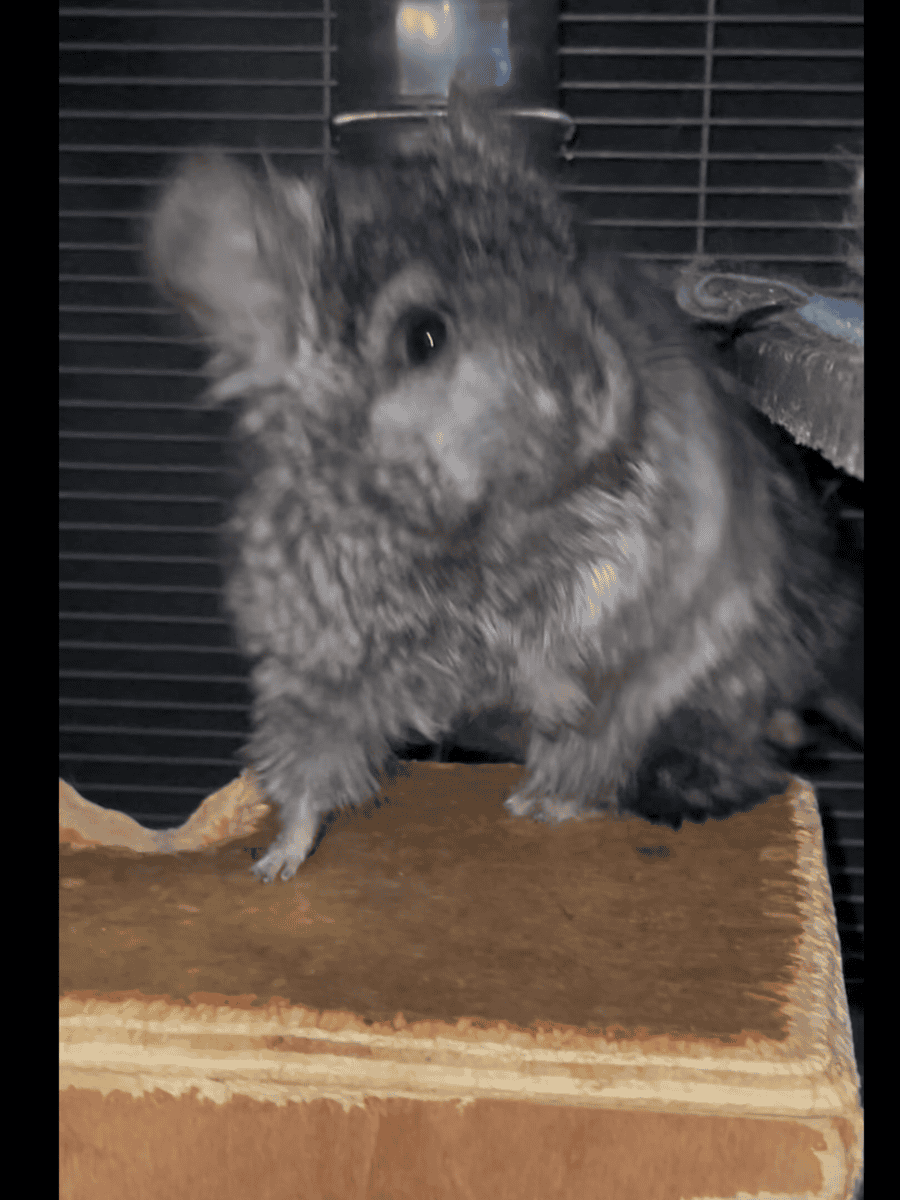 Young Ebony Male Angora Chinchilla image 2
