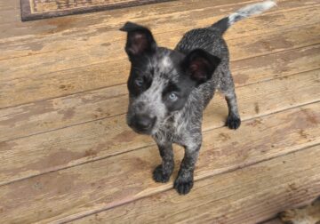 11 week old blue heeler pups