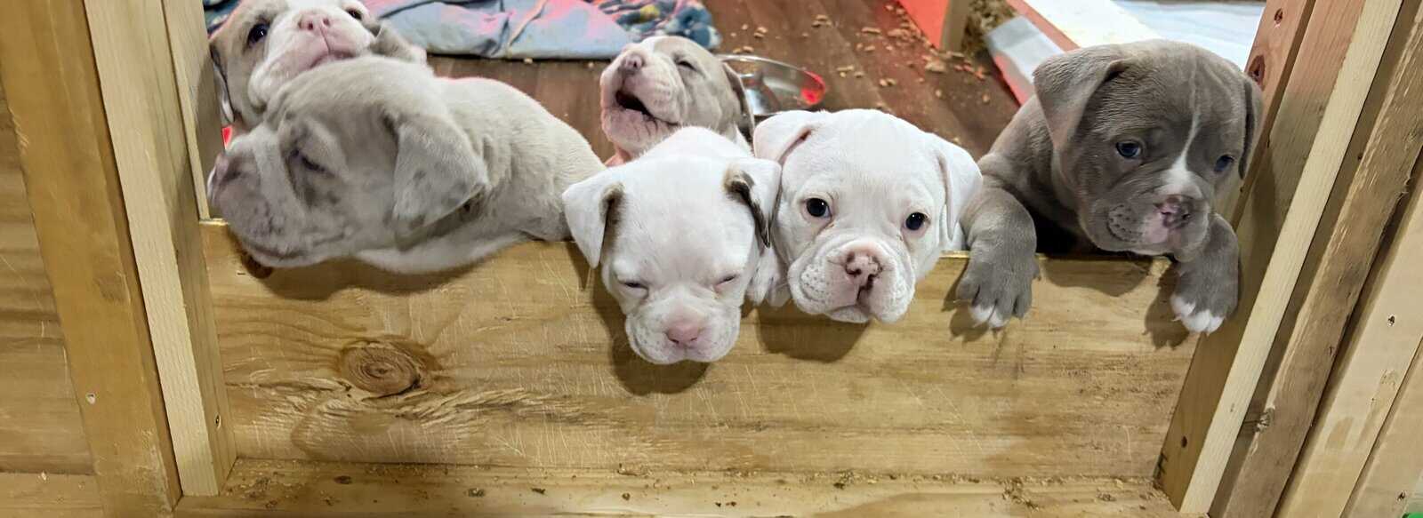 Olde English bulldog puppies image 7