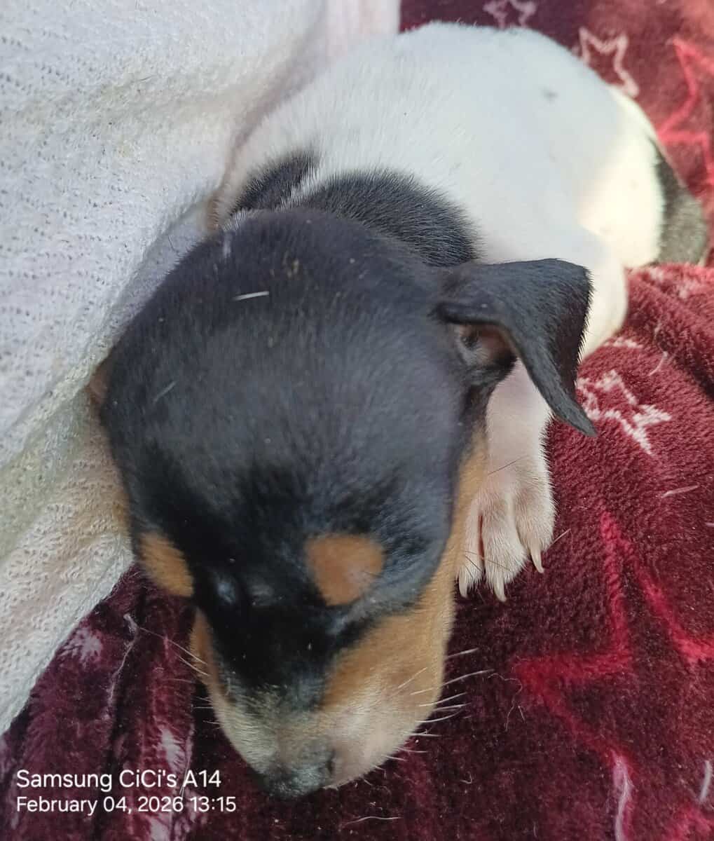 Pinhuahua Puppies image 2