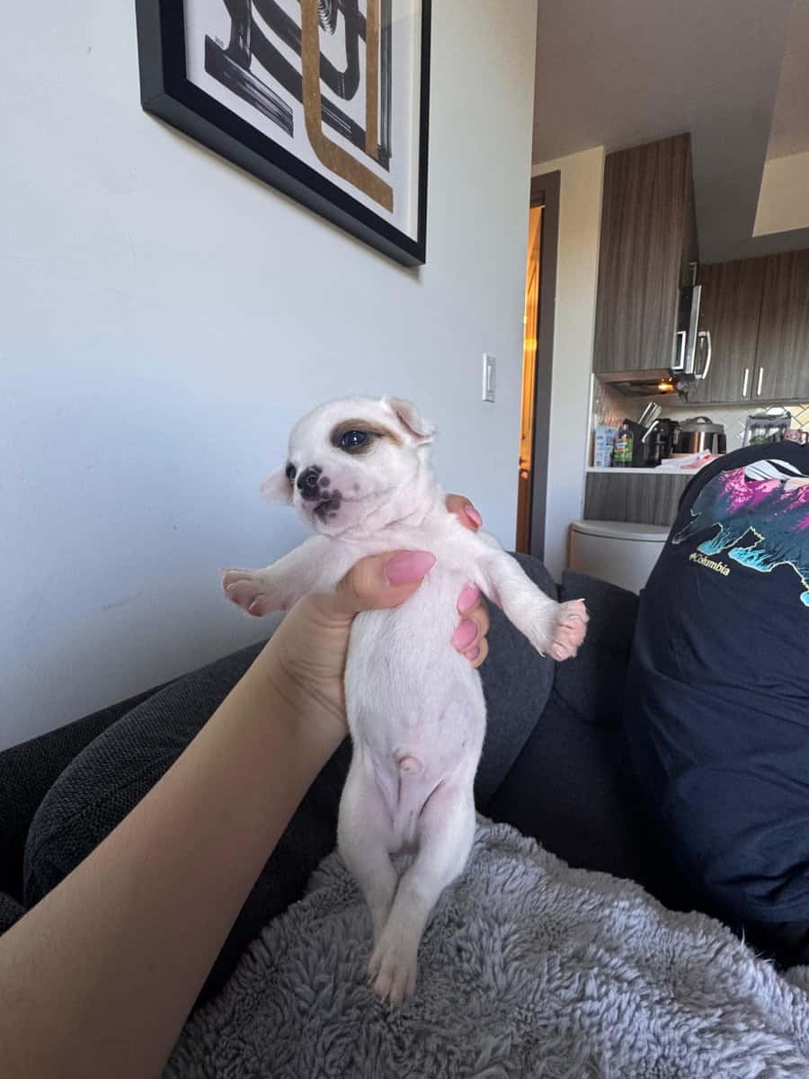 Beautiful Chihuahua puppies image 6