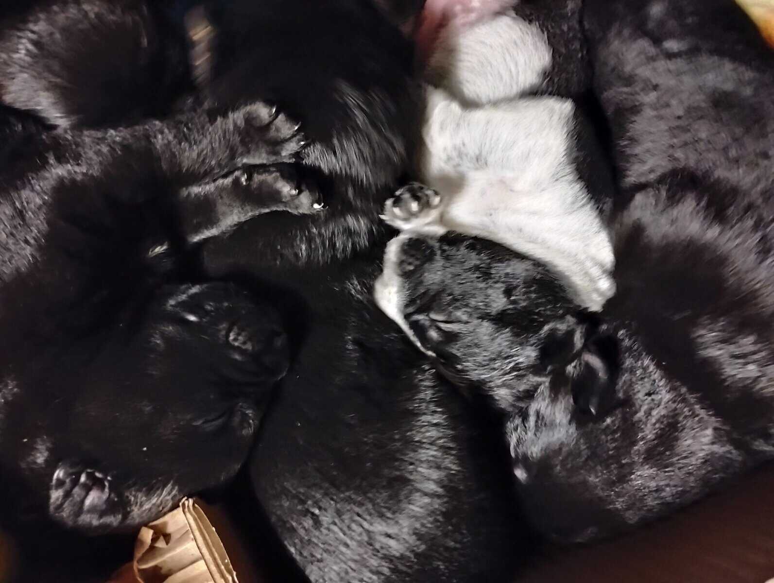 Aussiedor Puppies, Available End of March image 8