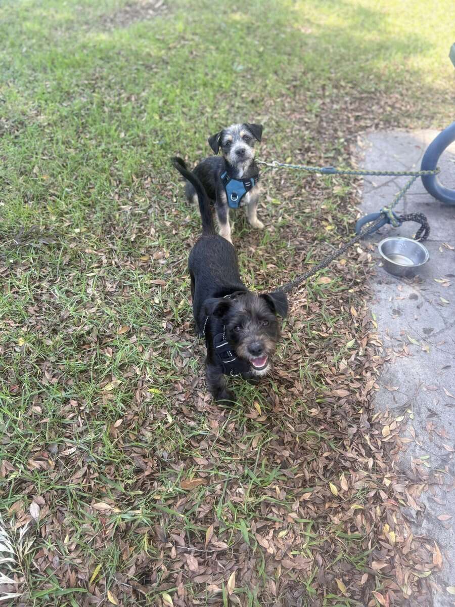 Minature Schnauzer/Terrier Mixed Puppies $400 image 7