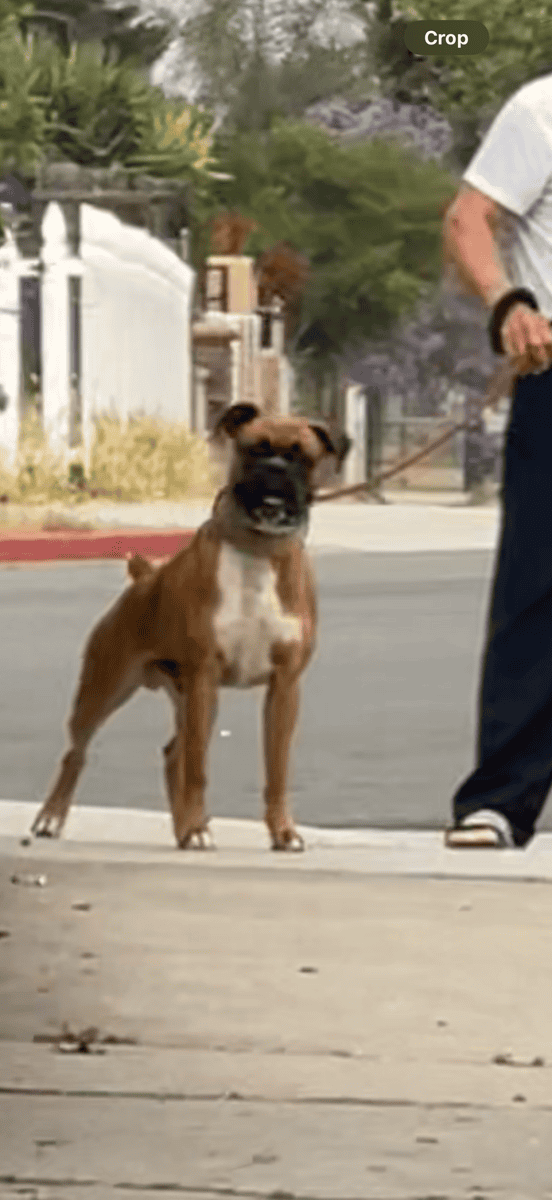 Boxer puppies image 7