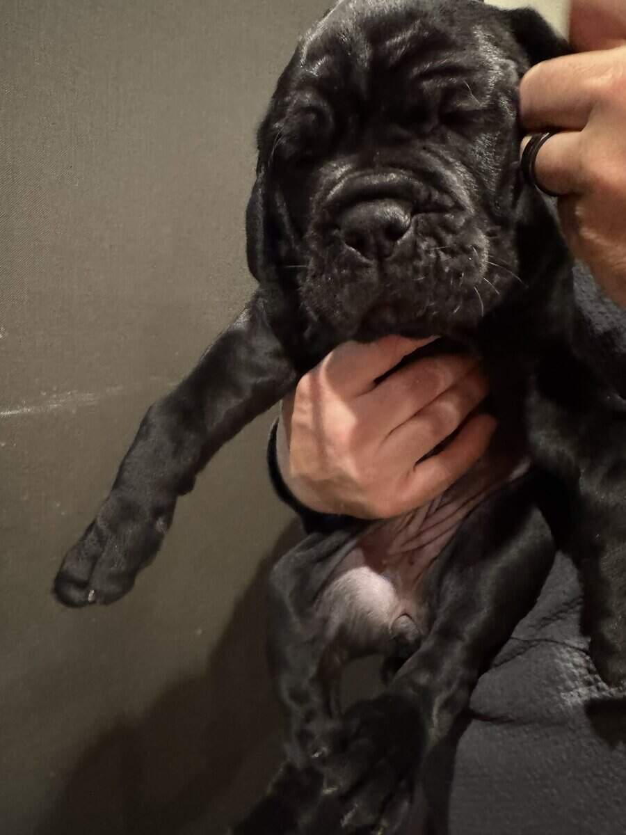 Cane Corso Puppies image 5