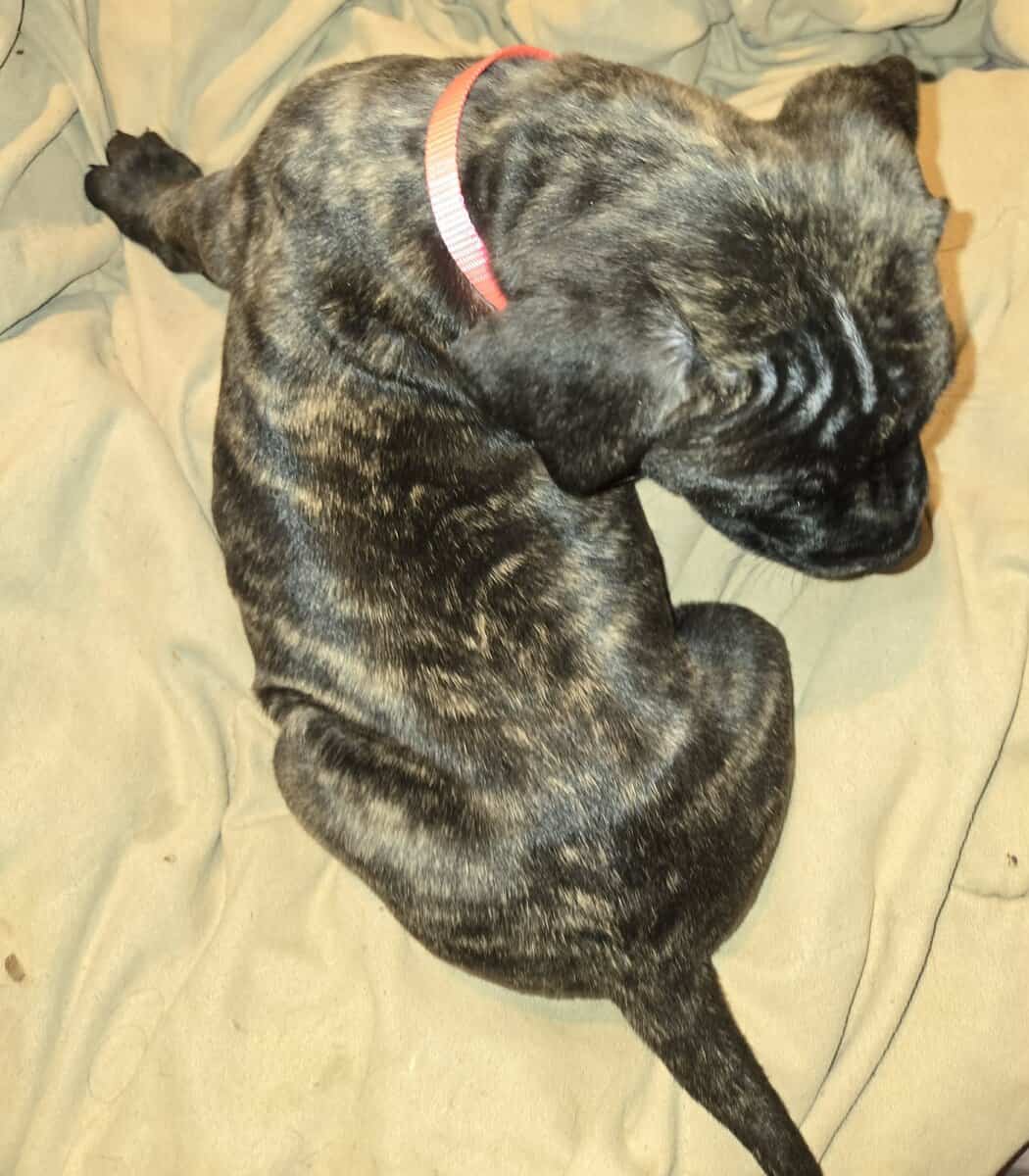 Presa Canario Cane Corso mix 8 weeks old image 11
