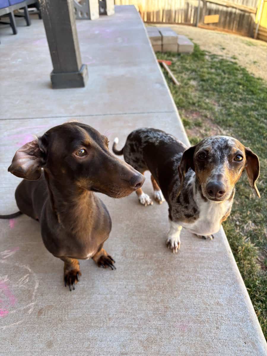 Loving Miniature Dachshunds Seeking Their Forever image 2