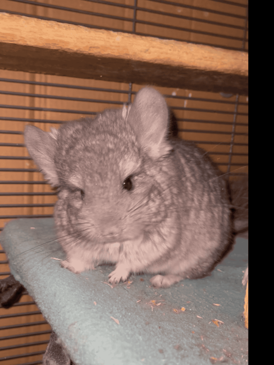 Angora Girl Chinchilla Young image 5