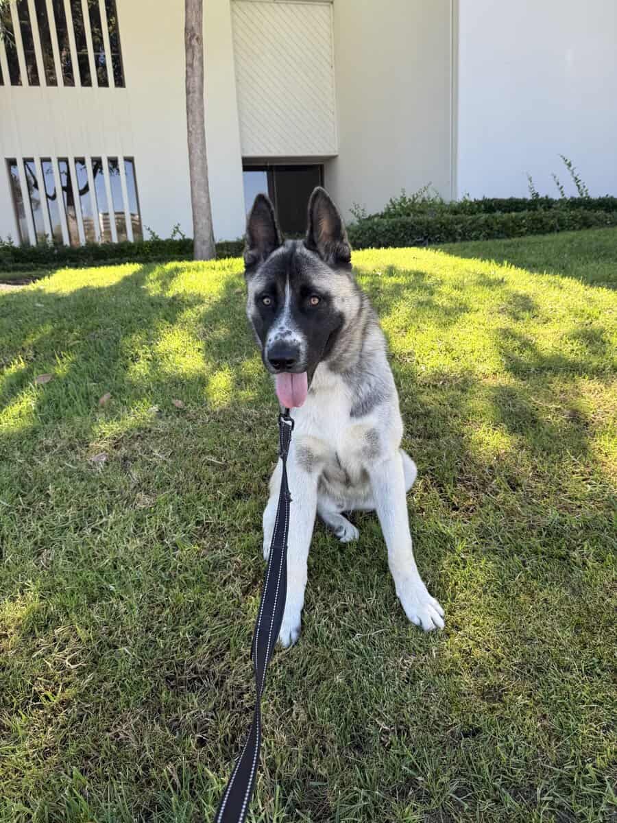 Husky Akita Mix image 3