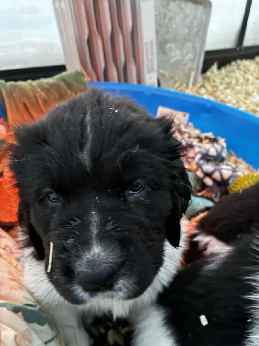 Newfoundland Lanseer Puppies image 4