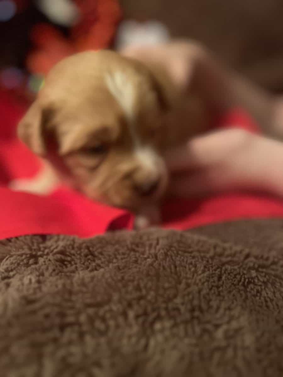 Australian Shepherd Puppies image 7