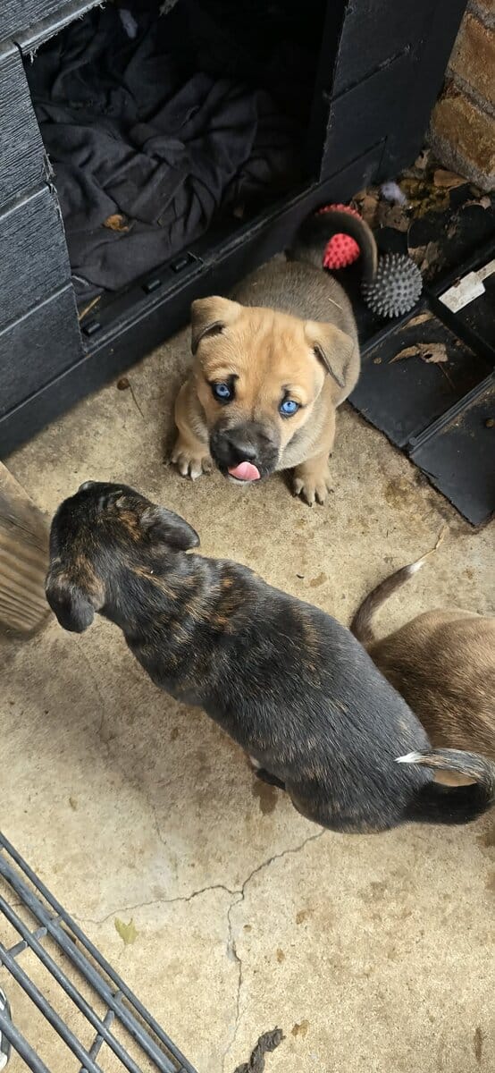Belgium malinois mix puppies image 5
