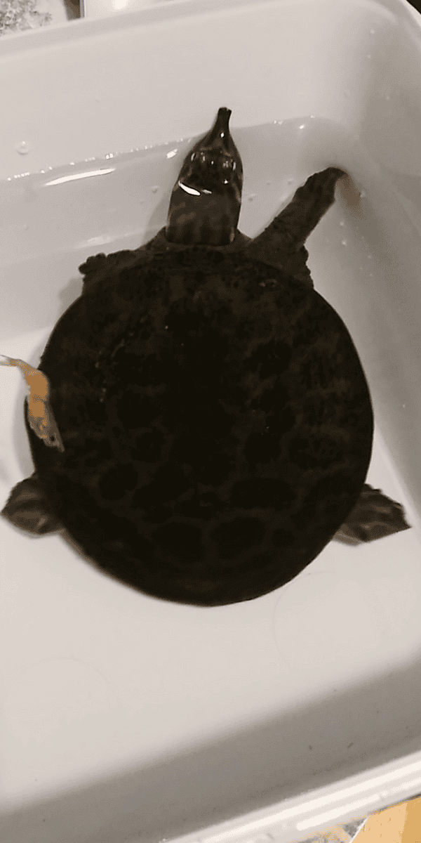Rehoming Softshell Turtle image 1