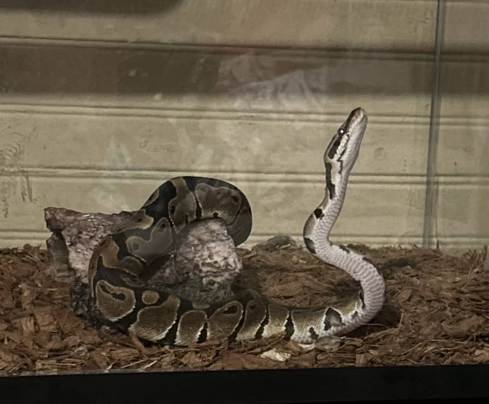 Balled python morph with tank image 1