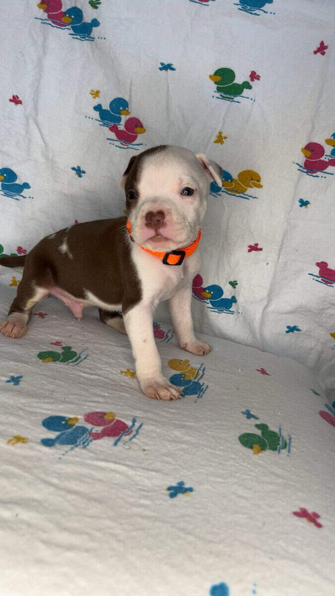 Pitt Bull Puppies image 1