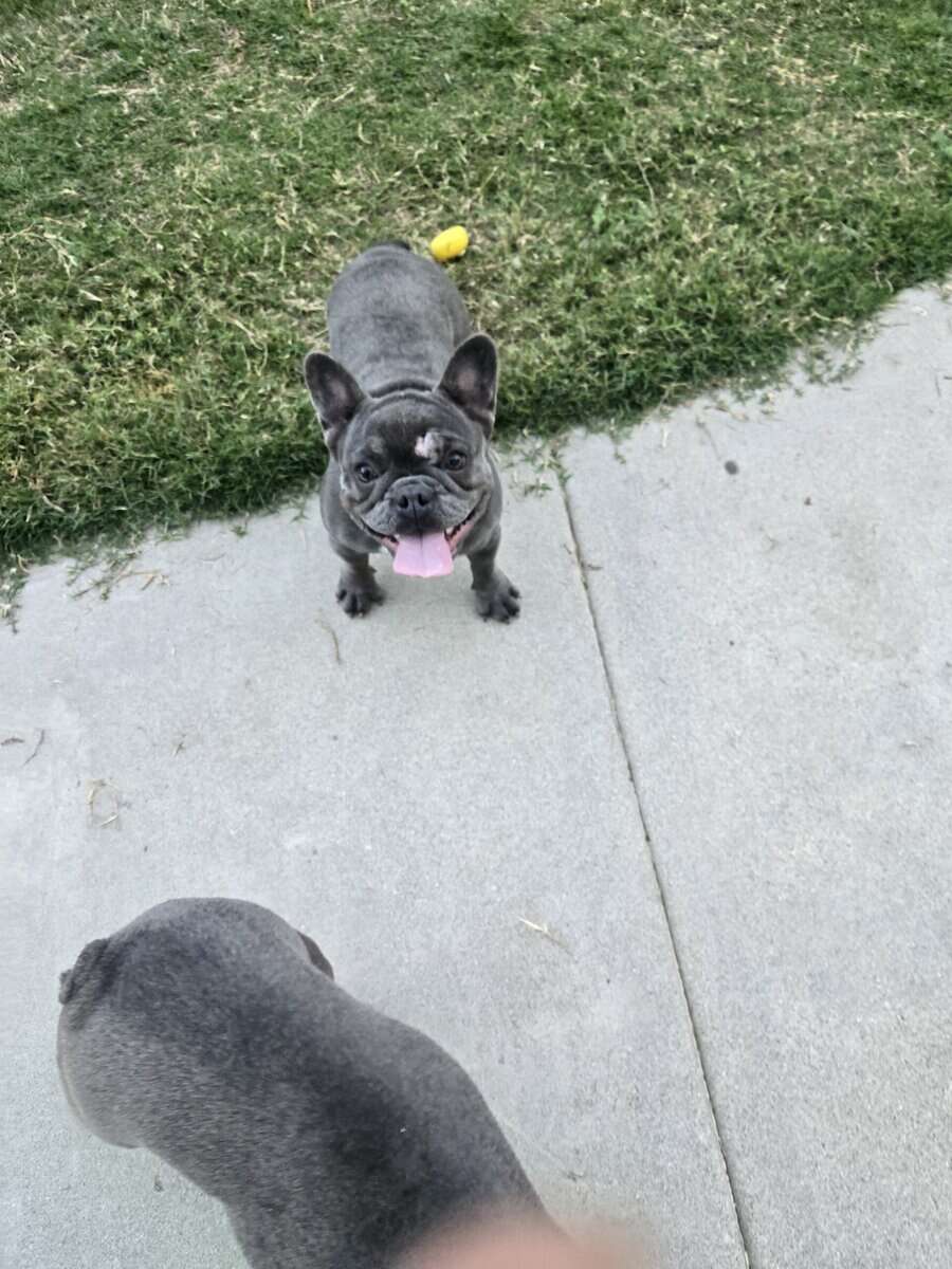 French bulldog image 1