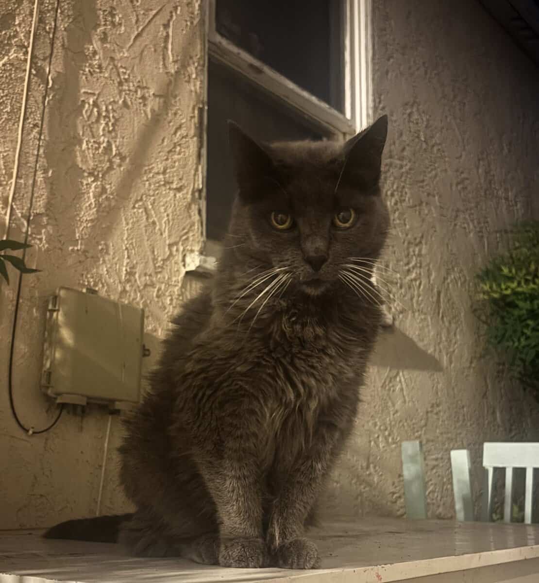Senior kitty needs a real home and human bed! image 1