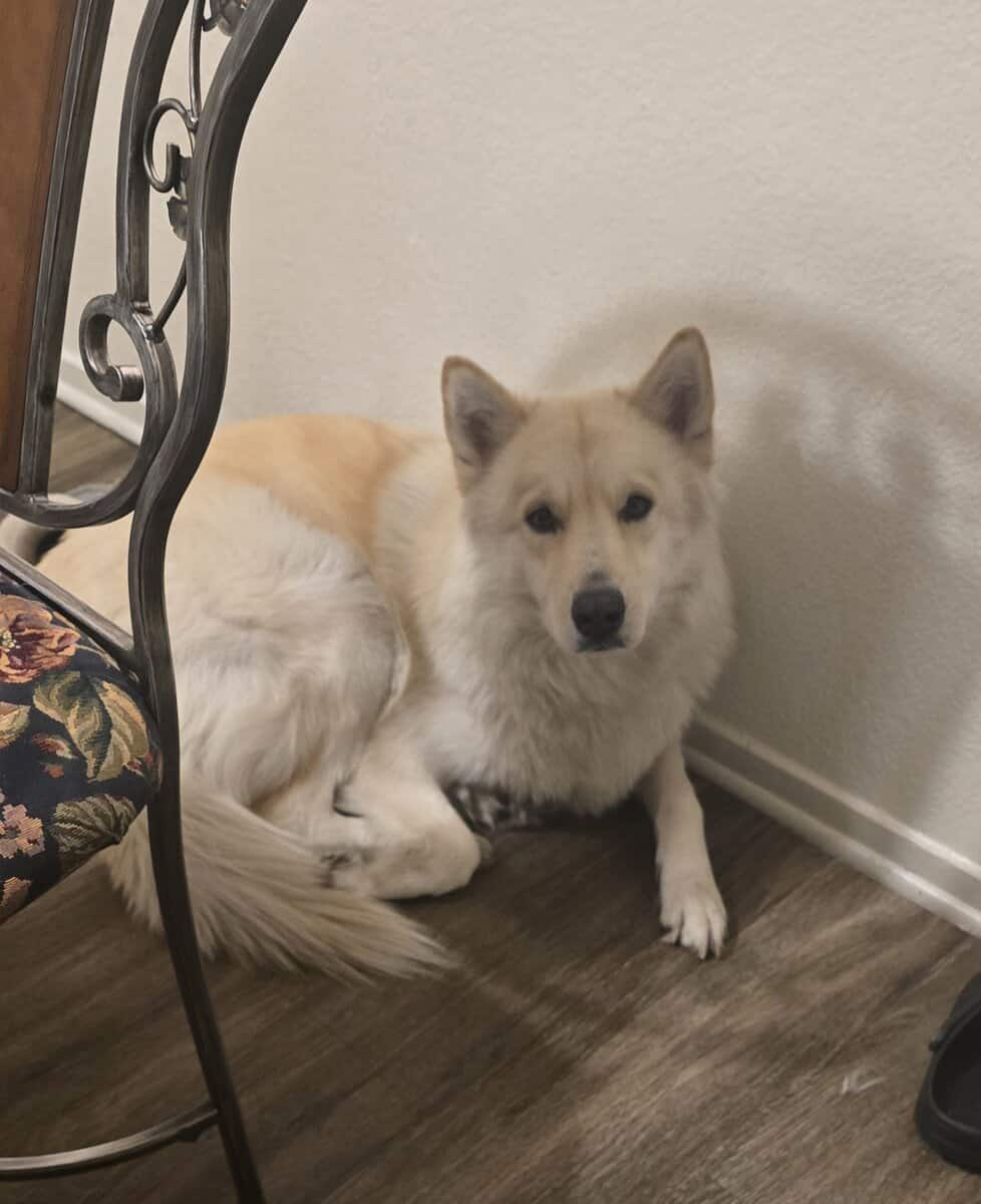 2 1/2-year-old German Shepherd image 4