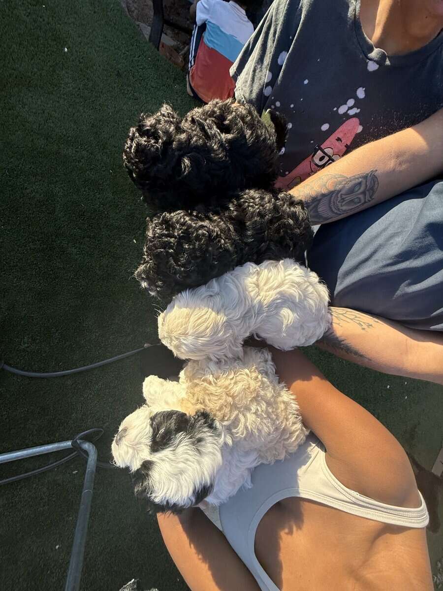 Maltipoo Puppies image 4