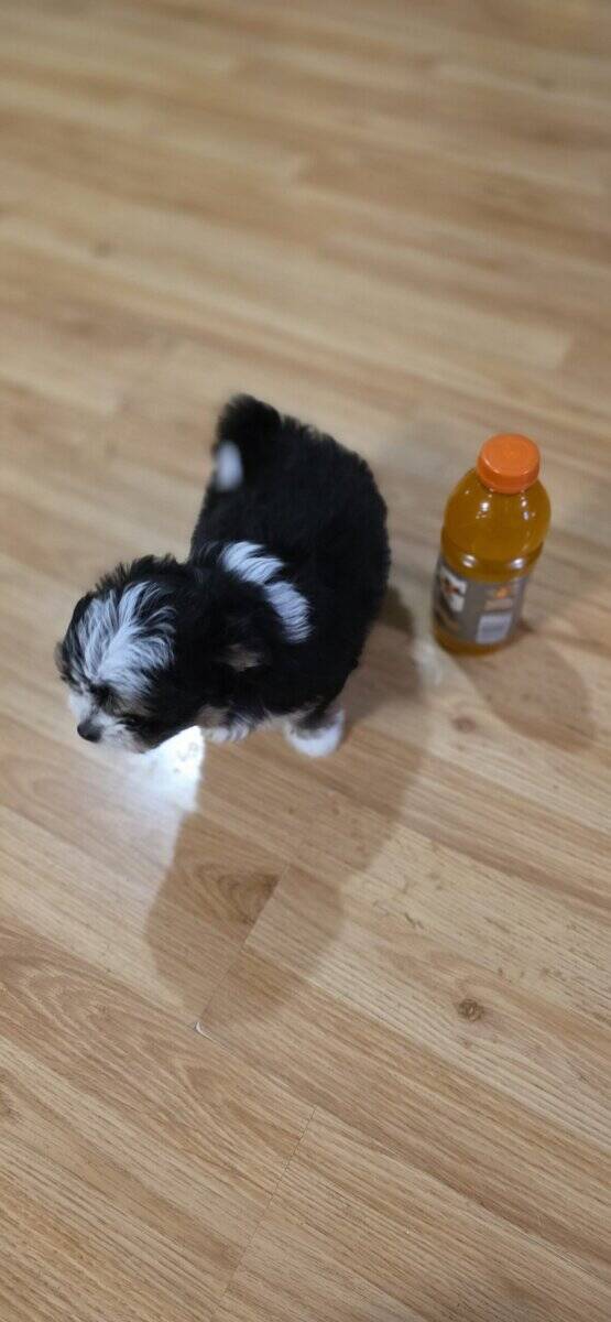 2 Shitzu/bichan and Toy Aussie/Pomeranian puppies image 4