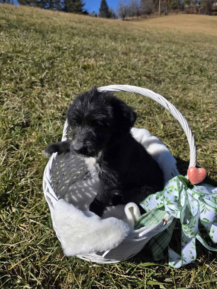 Anatolian Sheepadoodle Female image 1