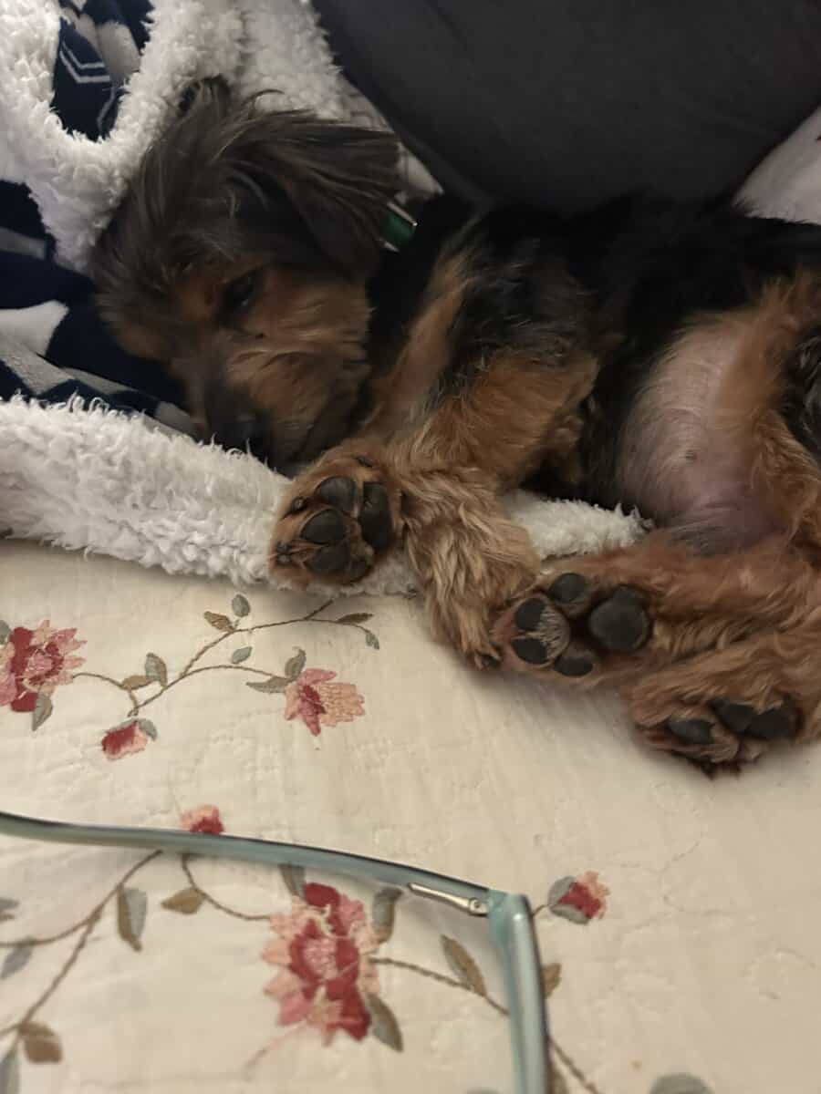 Super Spud Yorki/ Terrier image 1