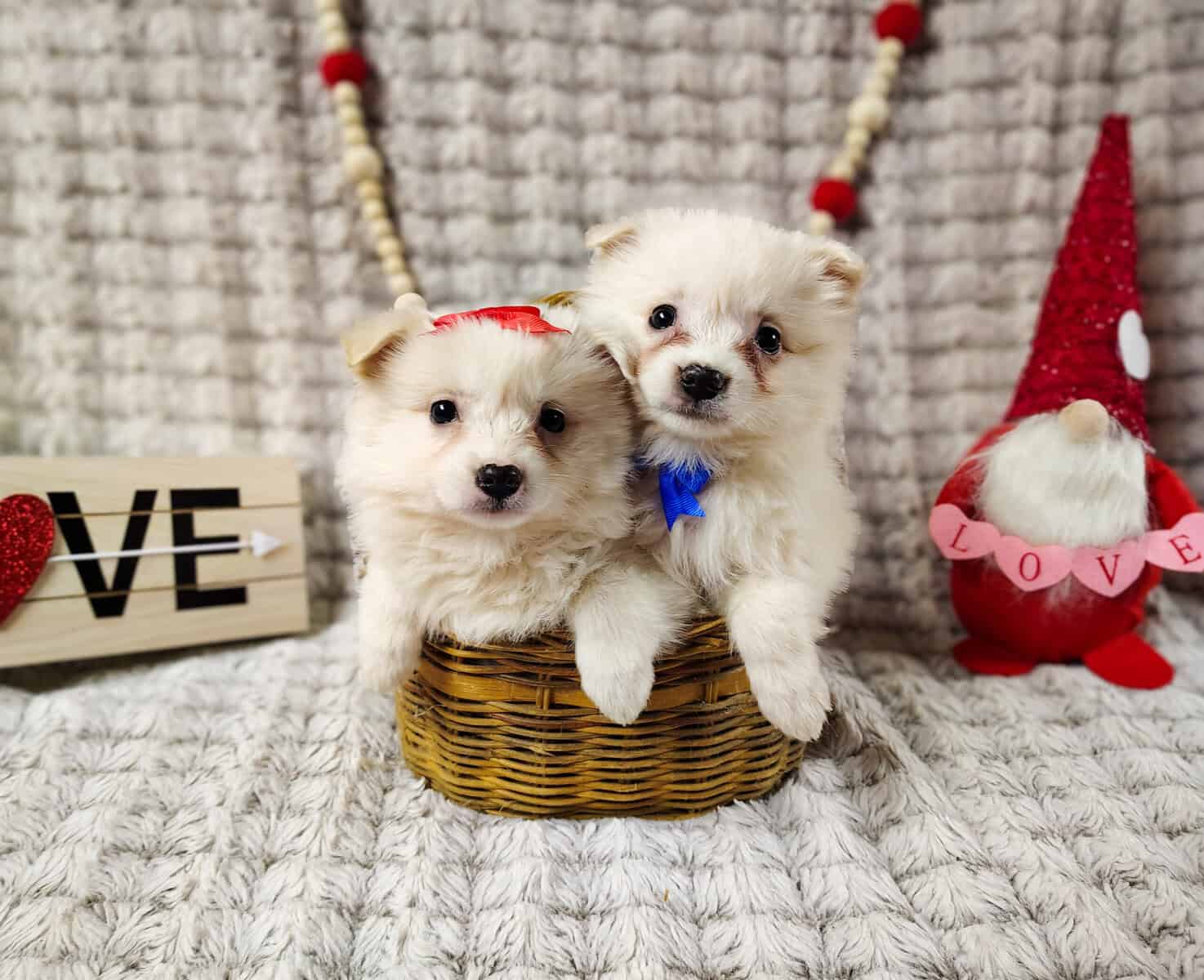 puppies, females available $350 Columbia city utd image 7